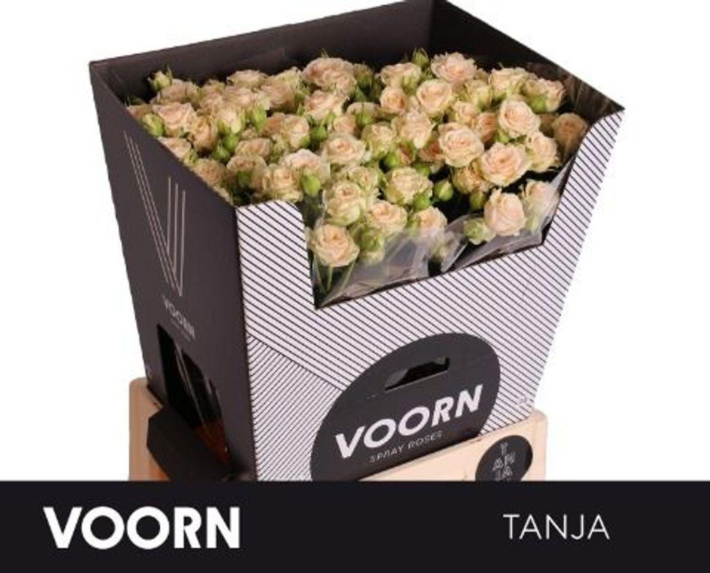 Срезанные цветы оптом Rosa spray tanja от 30шт из Голландии с доставкой по России