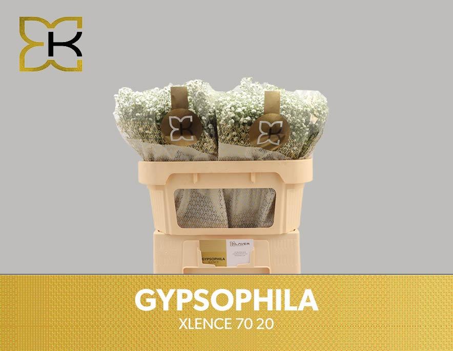 Срезанные цветы оптом Gyps xlence от 100шт из Голландии с доставкой по России Срезанные цветы оптом Gyps xlence от 100шт из Голландии с доставкой по России