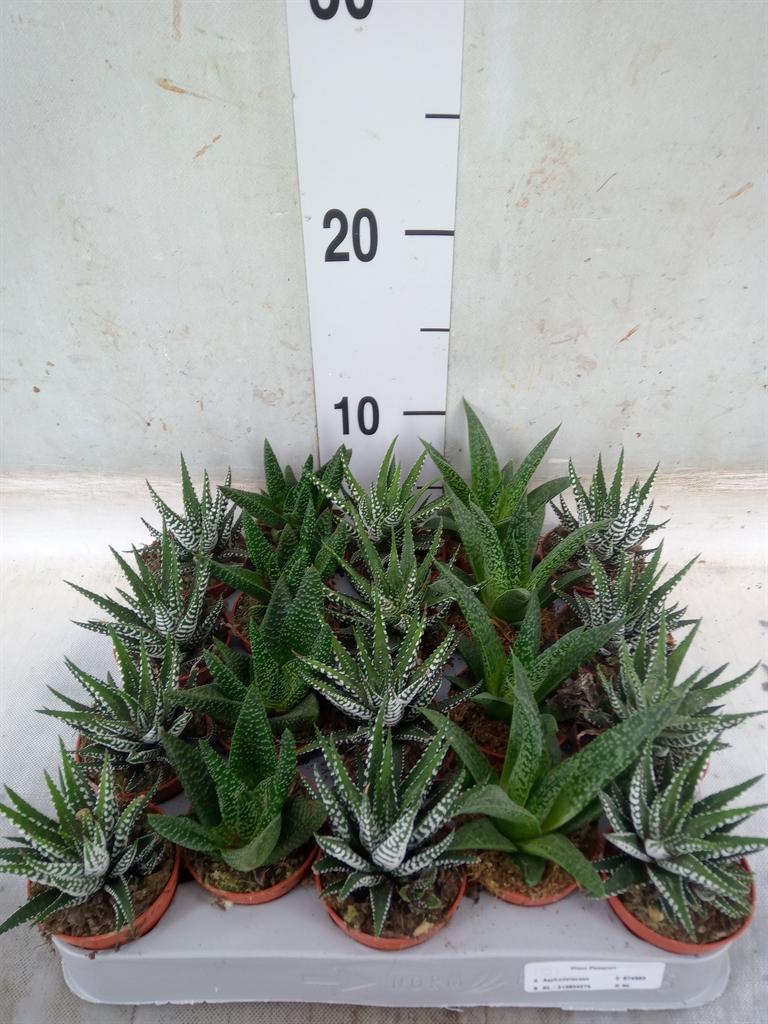 Горшечные цветы и растения оптом Aloe   ...mix от 20шт (для телеги) из Голландии с доставкой по России