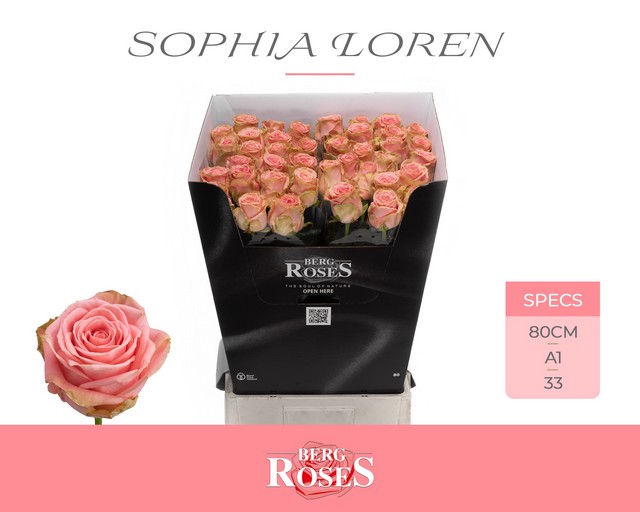 Срезанные цветы оптом Rosa large sophia loren от 40шт из Голландии с доставкой по России