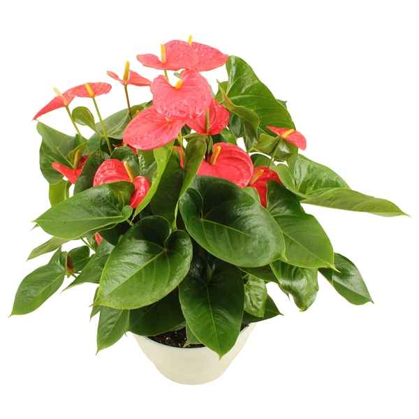 Горшечные цветы и растения оптом Anth An Arisa Pink 10+ от 1шт из Голландии с доставкой по России