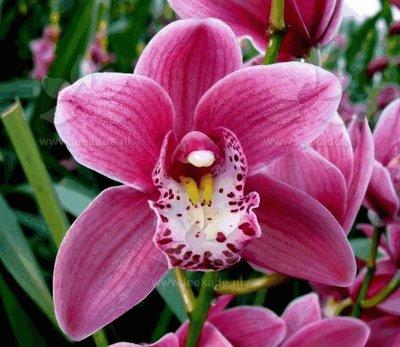Срезанные цветы оптом Minicymbidium pink от 15шт из Голландии с доставкой по России
