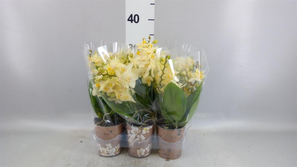 Горшечные цветы и растения оптом Phal Multi Yellow (ok) от 6шт (для телеги) из Голландии с доставкой по России