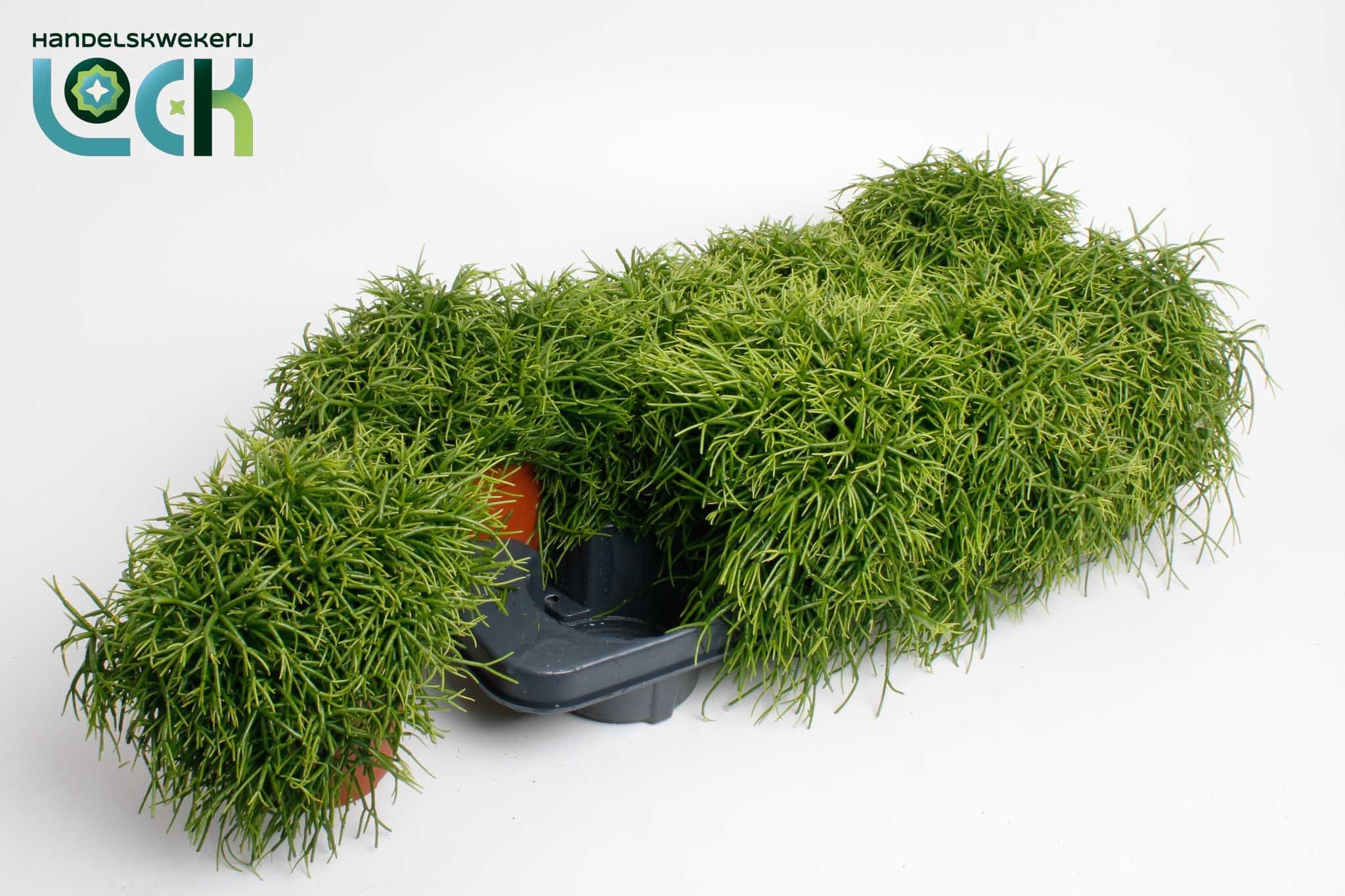 Горшечные цветы и растения оптом Rhipsalis Ov от 6шт из Голландии с доставкой по России