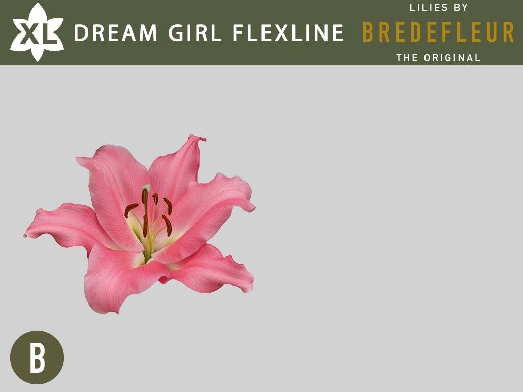 Срезанные цветы оптом Lilium or dreamgirl от 40шт из Голландии с доставкой по России