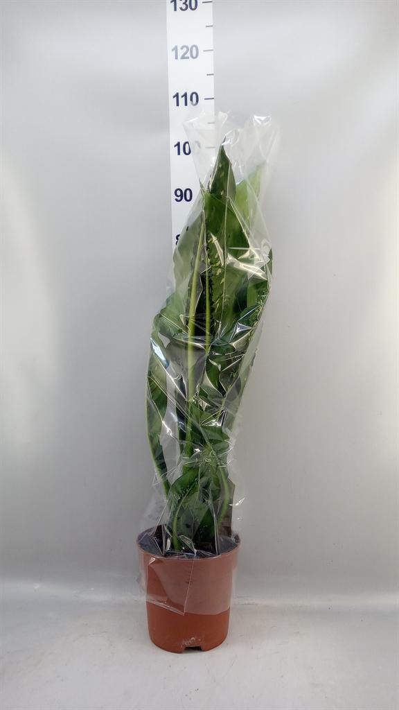 Горшечные цветы и растения оптом Dieffenbachia Seg. caiman от 1шт из Голландии с доставкой по России