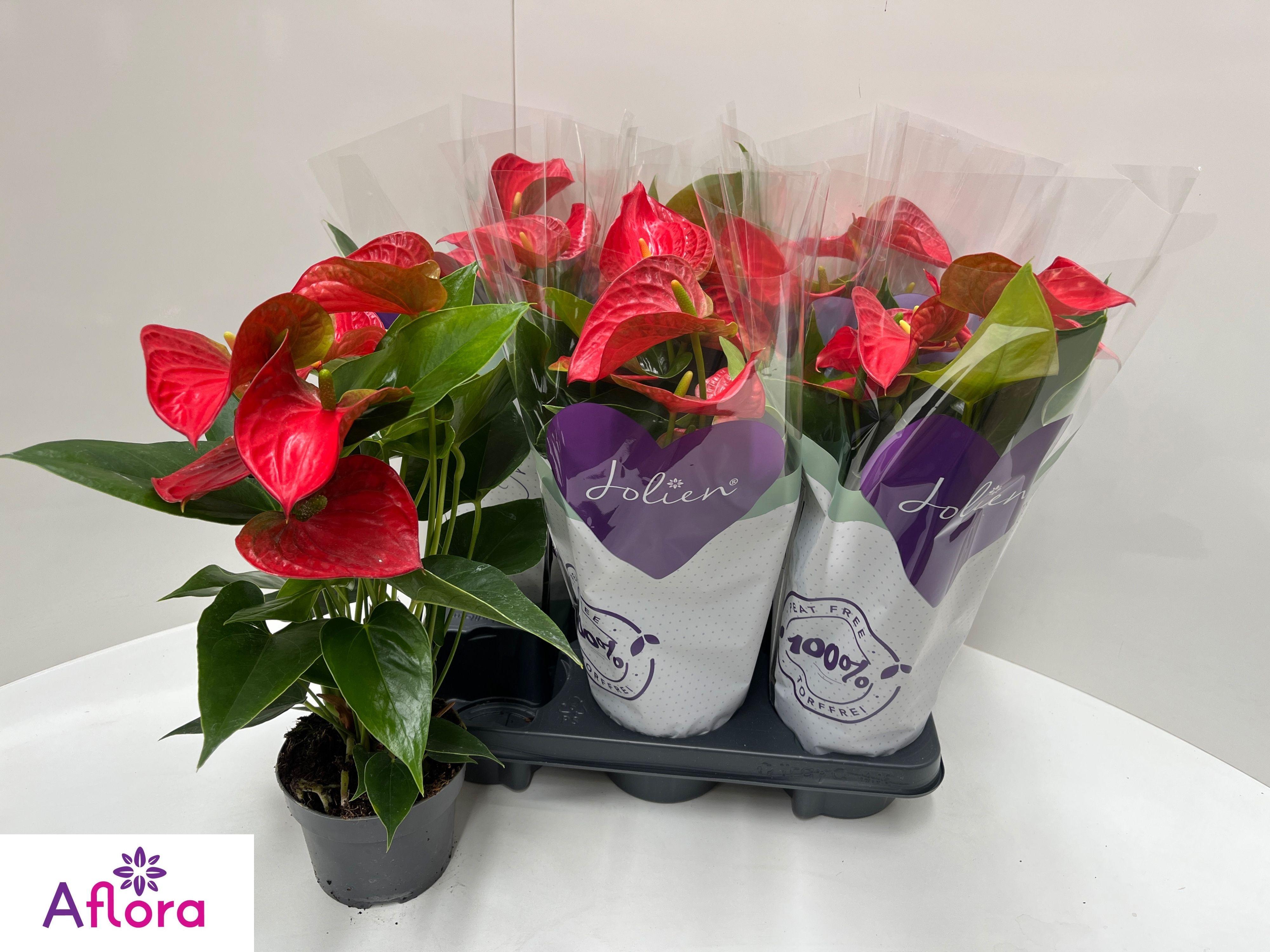 Горшечные цветы и растения оптом Anthu An Bambino Red от 6шт из Голландии с доставкой по России