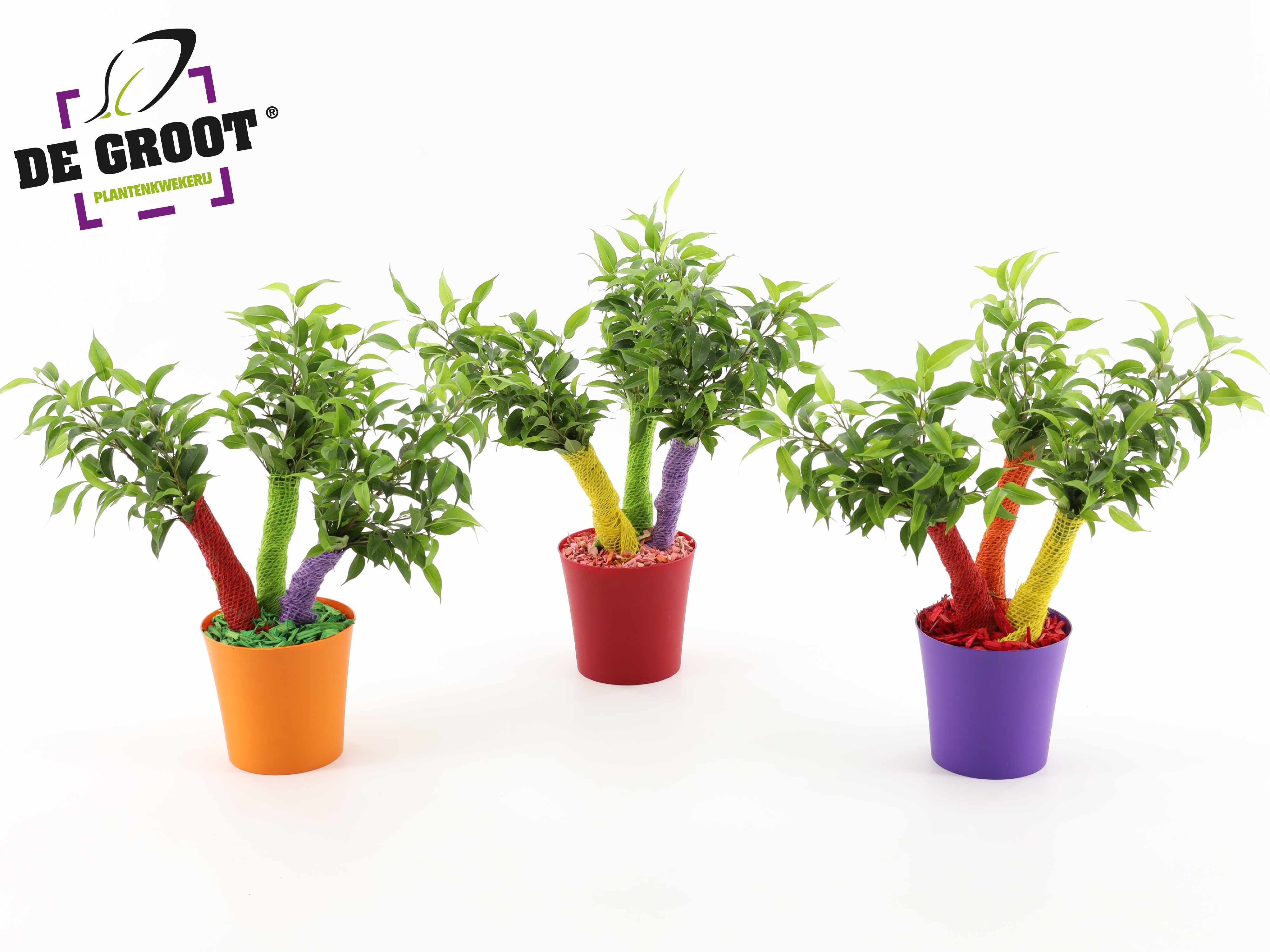 Горшечные цветы и растения оптом Ficus Be Crazy Tree Summerstyle от 6шт из Голландии с доставкой по России