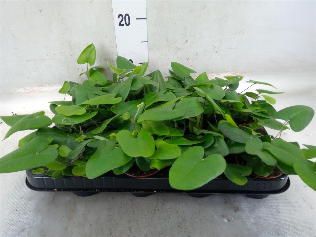 Горшечные цветы и растения оптом Hemionitis Arifolia от 16шт (для телеги) из Голландии с доставкой по России