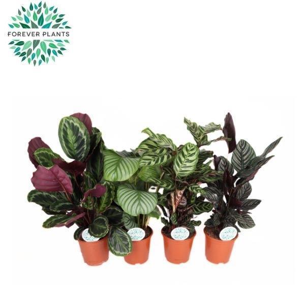 Горшечные цветы и растения оптом Calathea Mix от 1шт из Голландии с доставкой по России
