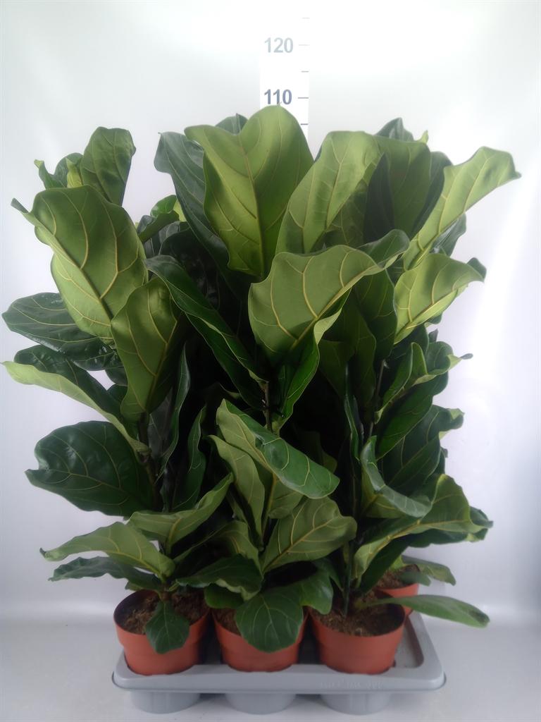 Горшечные цветы и растения оптом Ficus Lyrata от 6шт из Голландии с доставкой по России