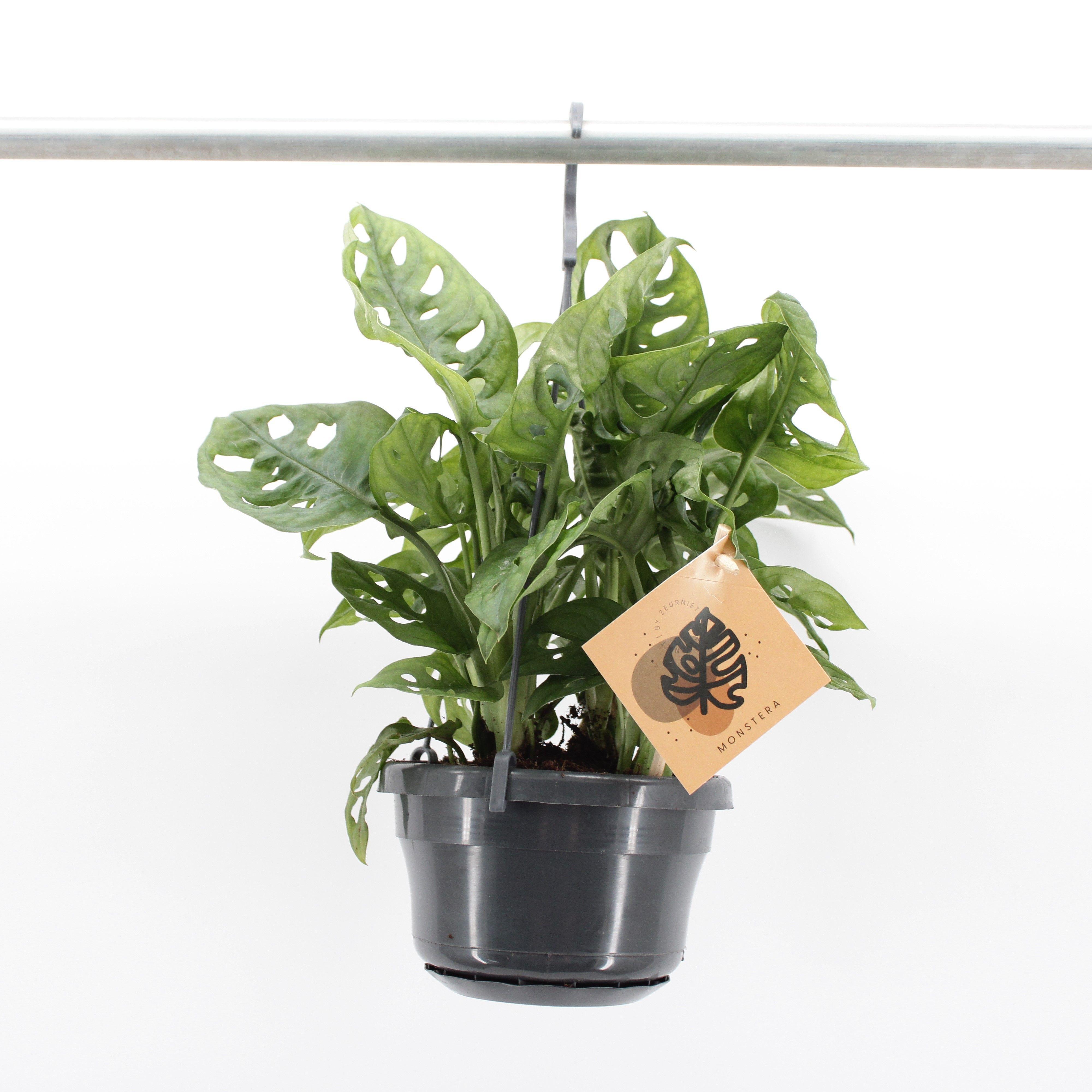 Горшечные цветы и растения оптом Monstera Monkey Leaf Hang P14 от 1шт из Голландии с доставкой по России