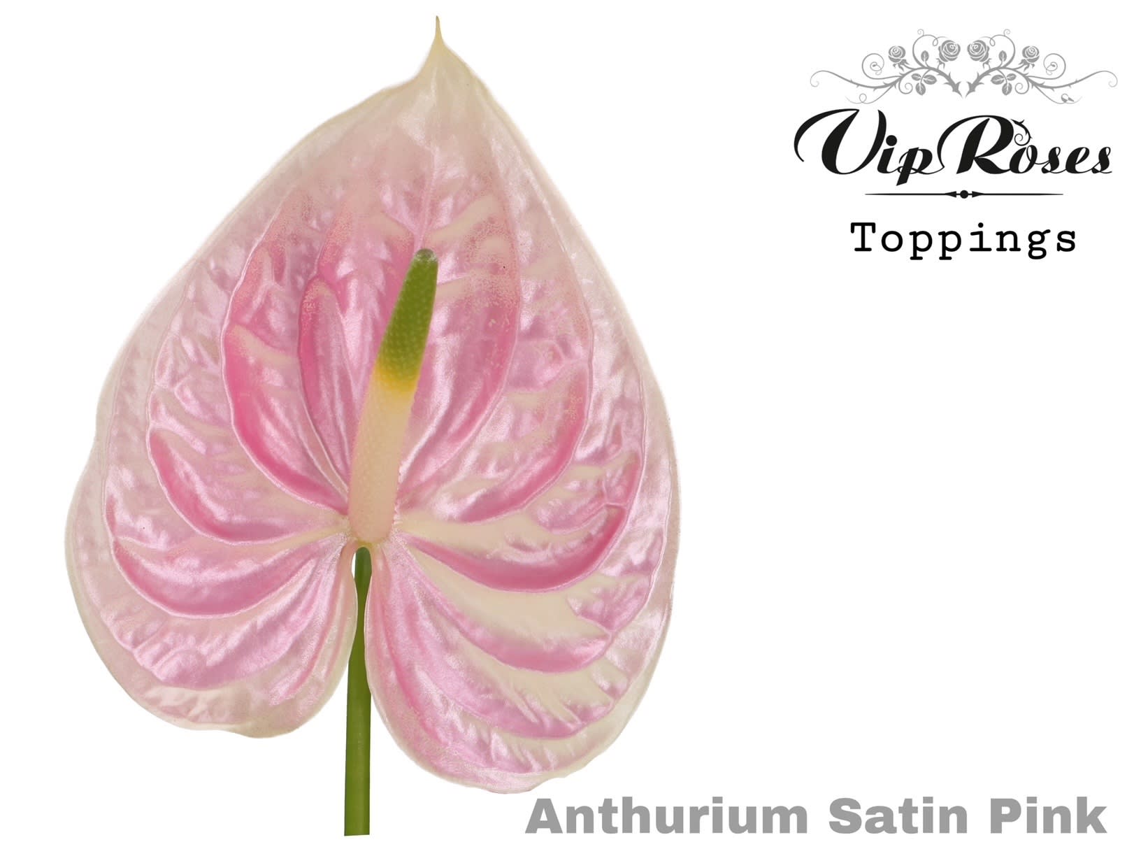 Срезанные цветы оптом Anthurium paint soft yellow от 12шт из Голландии с доставкой по России
