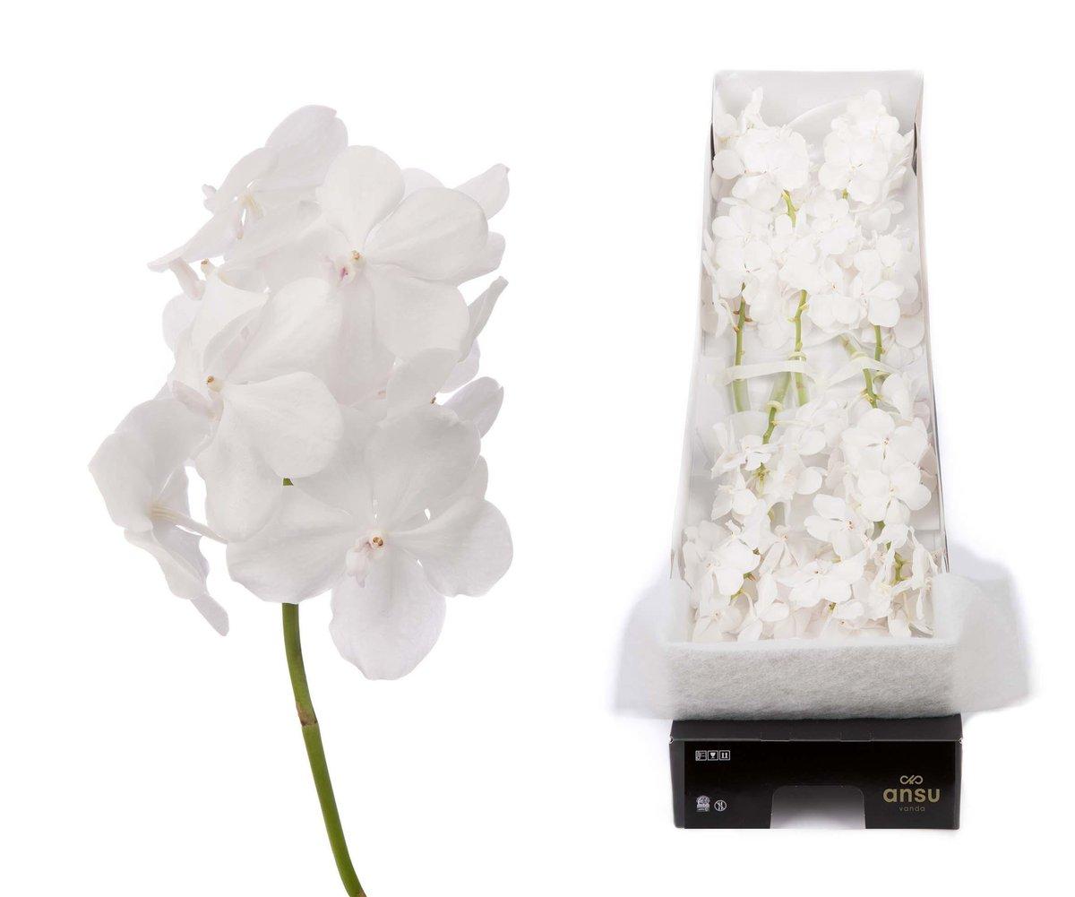 Срезанные цветы оптом Vanda tayanee diamond white per stem от 4шт.. из Голландии с доставкой по России