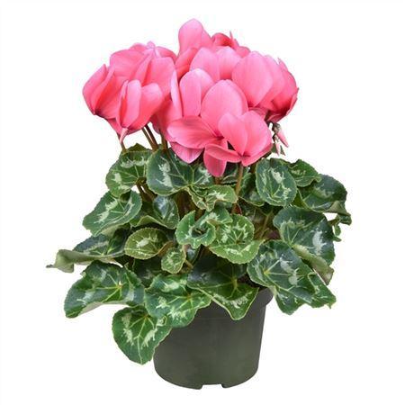 Горшечные цветы и растения оптом Cyclamen Gr Roze от 6шт (для телеги) из Голландии с доставкой по России