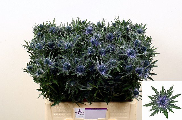 Срезанные цветы оптом Eryngium orion от 40шт из Голландии с доставкой по России