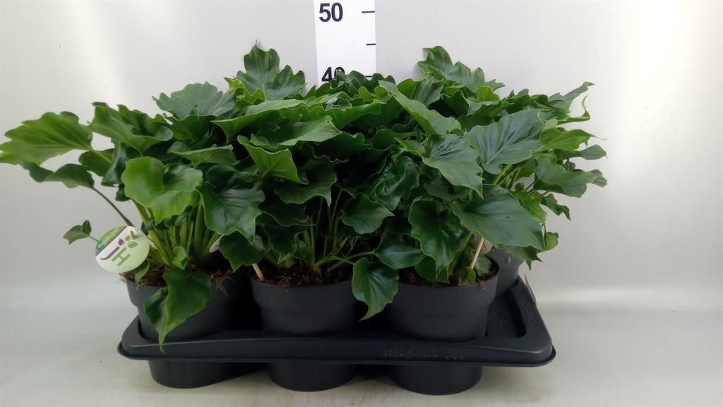 Горшечные цветы и растения оптом Philodendron ... A от 6шт из Голландии с доставкой по России