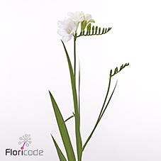 Срезанные цветы оптом Freesia one white XXL от 50шт из Голландии с доставкой по России