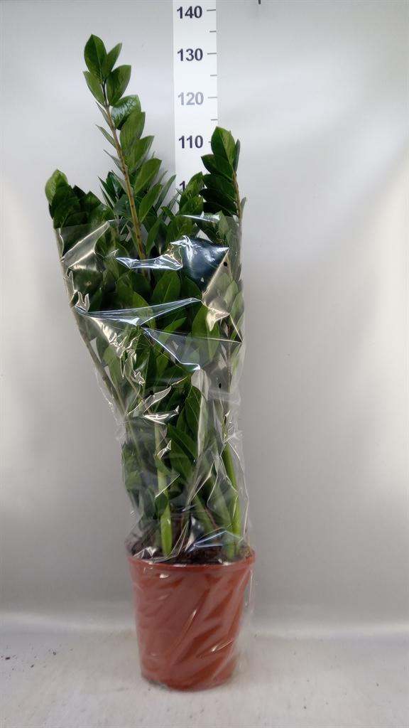 Горшечные цветы и растения оптом Zamioculcas 10+ от 1шт из Голландии с доставкой по России