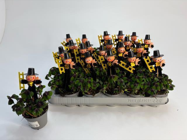 Горшечные цветы и растения оптом Oxalis Deppei от 20шт (для телеги) из Голландии с доставкой по России