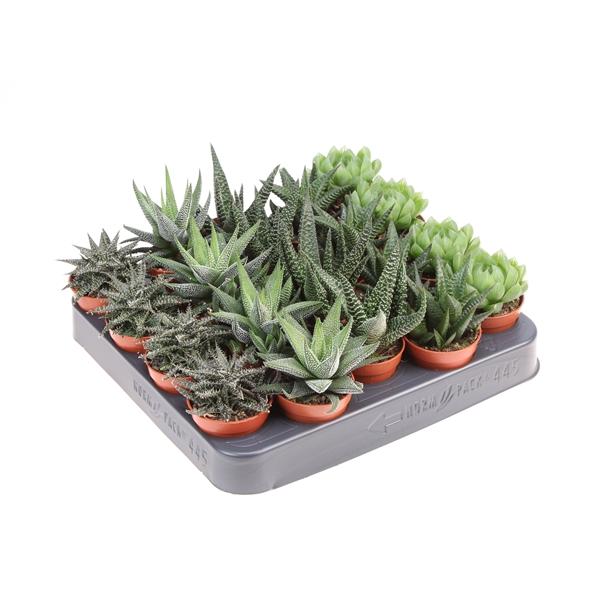 Горшечные цветы и растения оптом Haworthia Mix On Row от 20шт (для телеги) из Голландии с доставкой по России