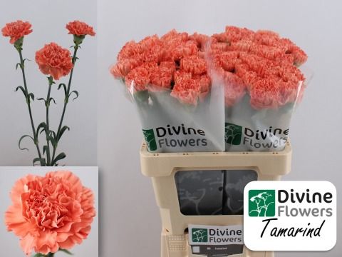 Срезанные цветы оптом Dianthus st tamarind от 80шт из Голландии с доставкой по России