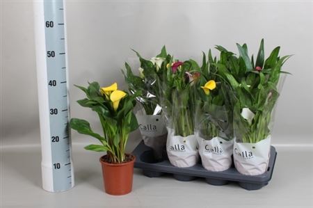 Горшечные цветы и растения оптом Zant Gem 4 Kl 3-4+ Spring Deal от 8шт из Голландии с доставкой по России