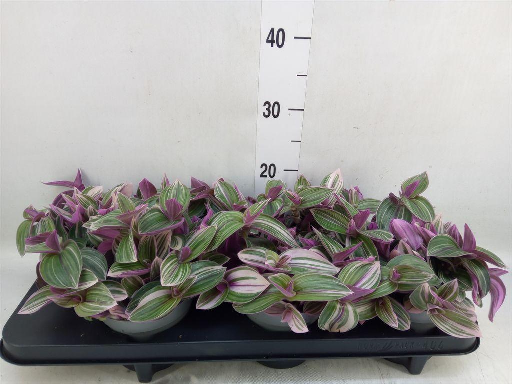 Горшечные цветы и растения оптом Tradescantia   ... от 6шт' из Голландии с доставкой по России