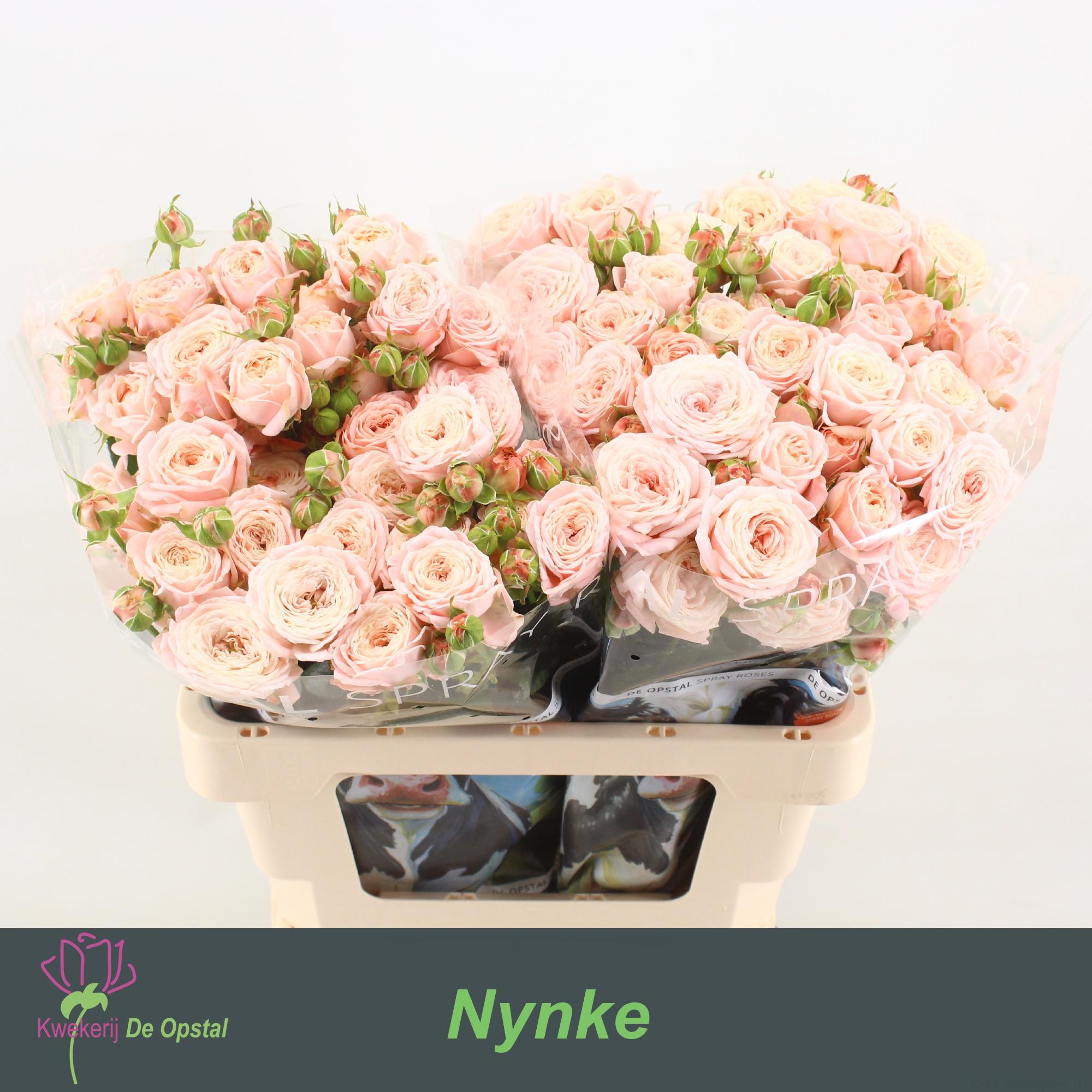 Срезанные цветы оптом Rosa spray nynke от 20шт из Голландии с доставкой по России