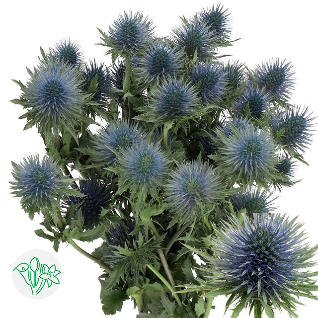 Срезанные цветы оптом Eryngium magnetar от 60шт. из Голландии с доставкой по России