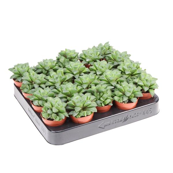 Горшечные цветы и растения оптом Haworthia Retusa от 20шт (для телеги) из Голландии с доставкой по России