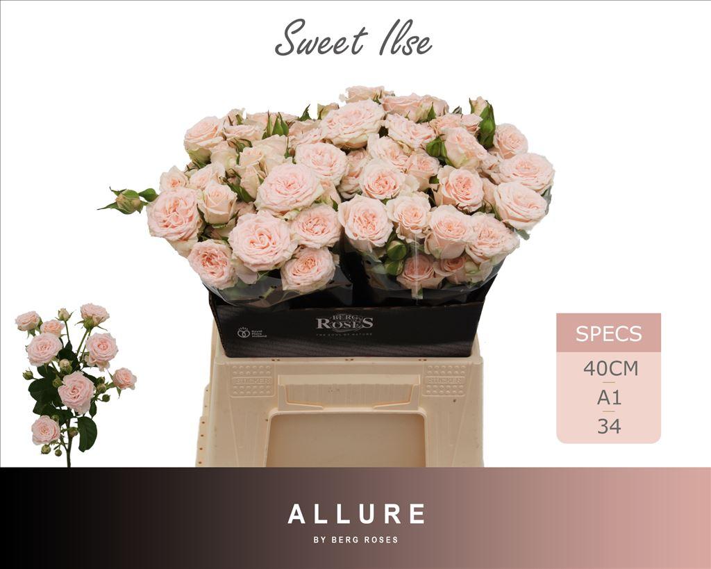 Срезанные цветы оптом Rosa spray sweet ilse от 20шт из Голландии с доставкой по России