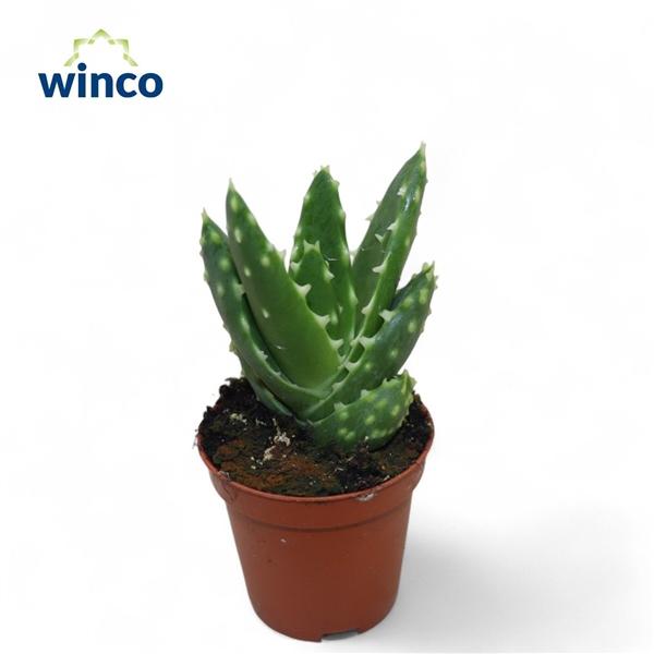 Горшечные цветы и растения оптом Aloe Mitriformis Ssp. от 20шт (для телеги) из Голландии с доставкой по России