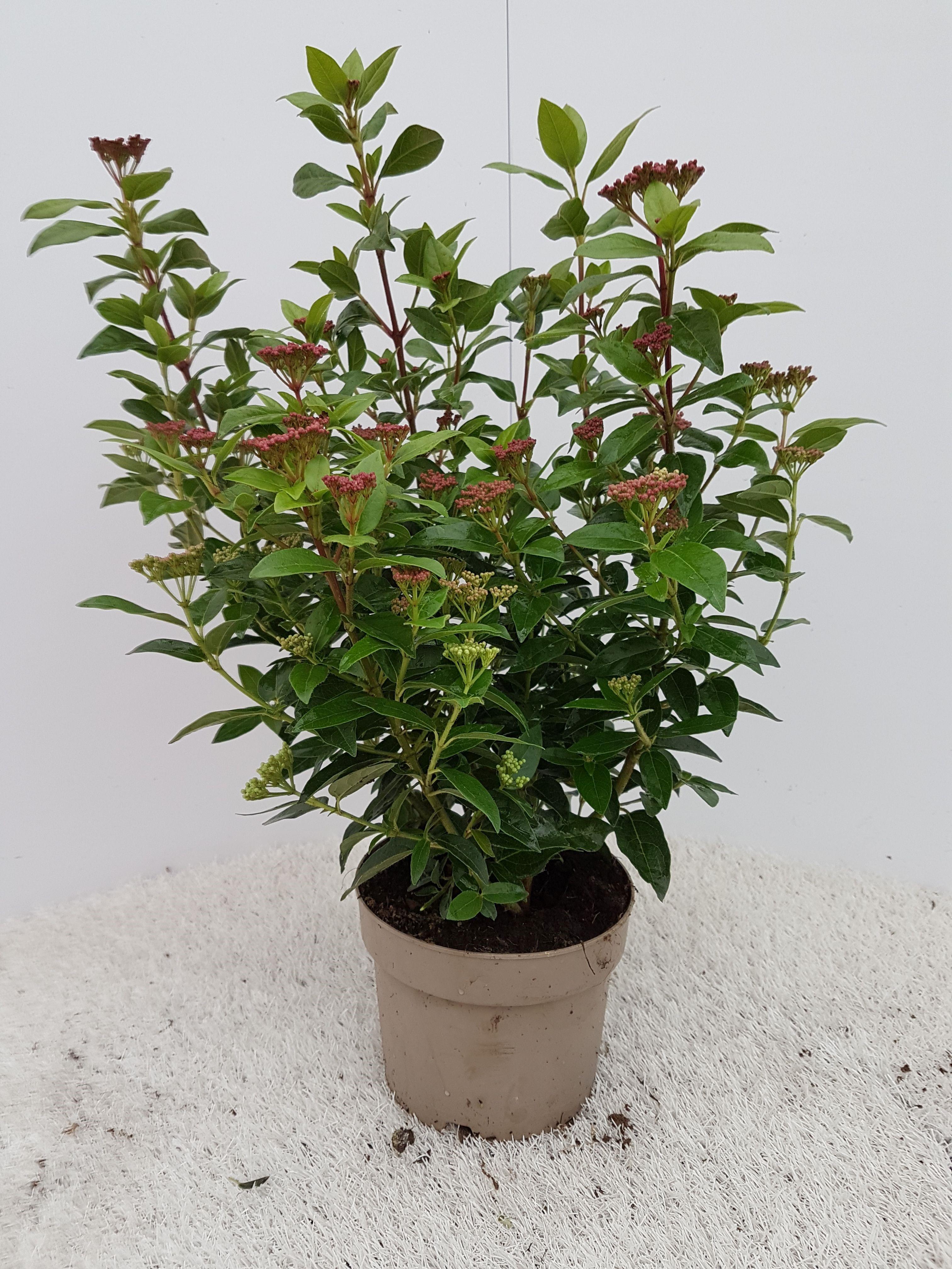 Горшечные цветы и растения оптом Viburnum Ov Tinus от 5шт из Голландии с доставкой по России