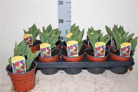 Горшечные цветы и растения оптом Tul Ov от 10шт из Голландии с доставкой по России