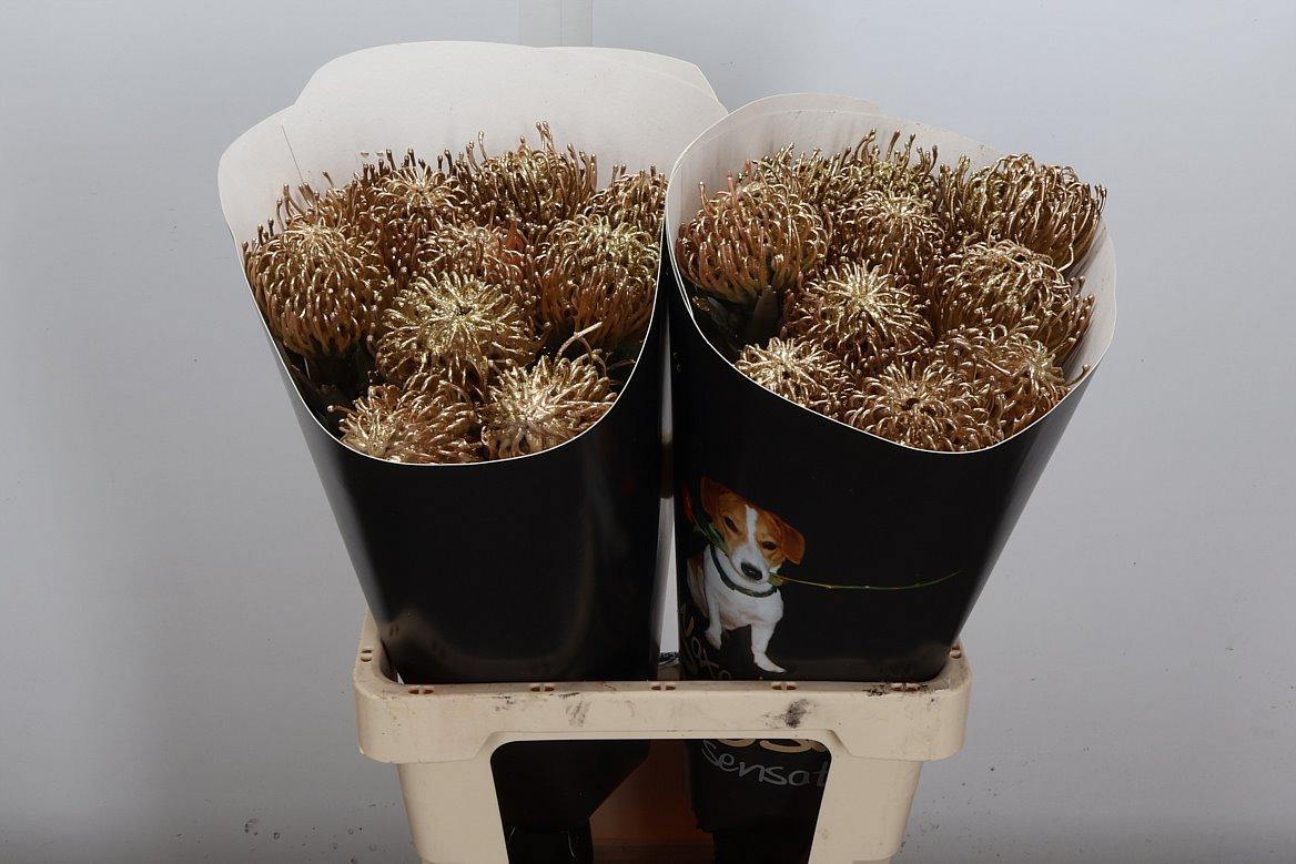 Срезанные цветы оптом Nutans wax gold от 20шт из Голландии с доставкой по России