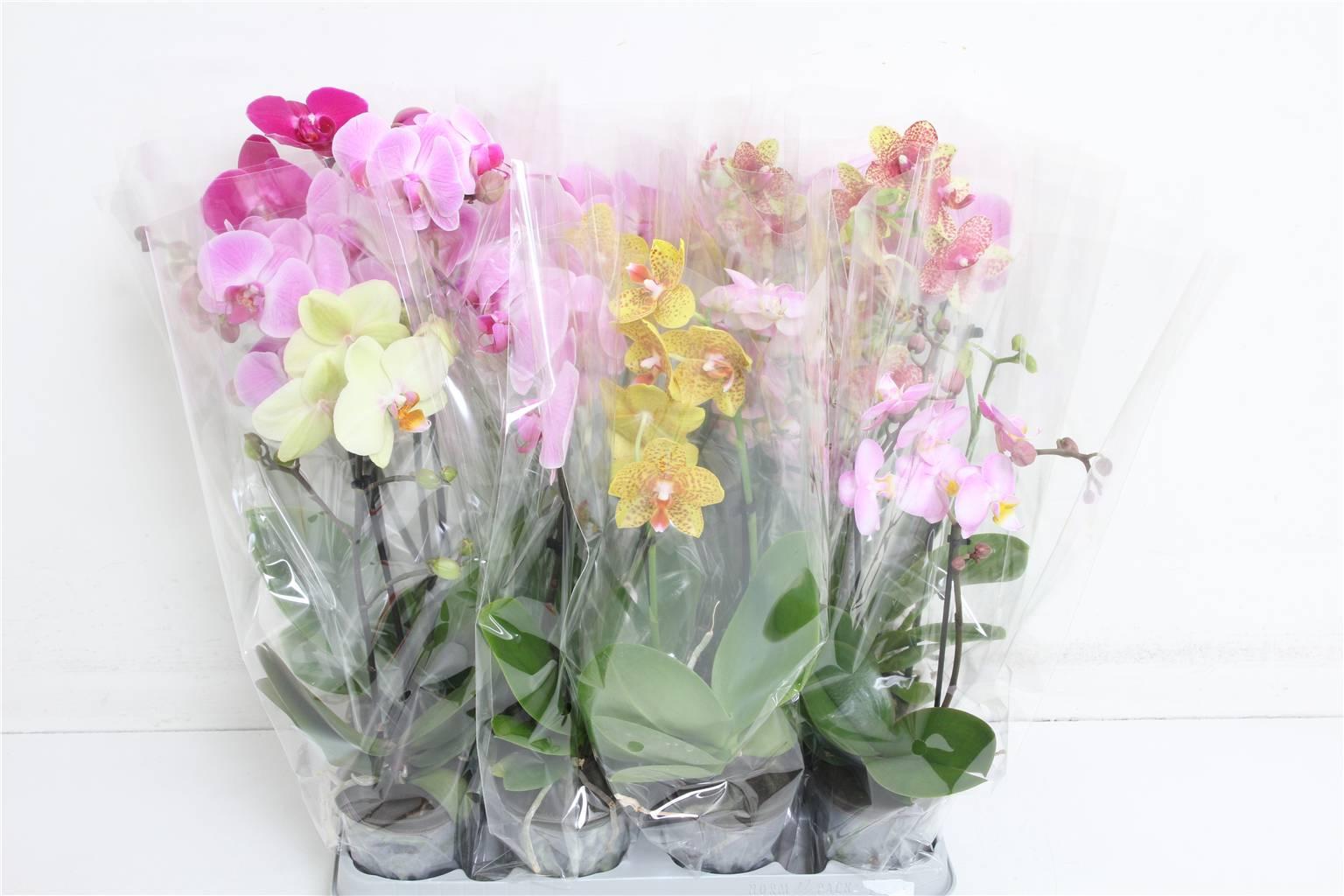 Горшечные цветы и растения оптом Phalaenopsis Sweety Mix 2 Tak от 12шт (для телеги) из Голландии с доставкой по России