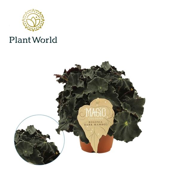 Горшечные цветы и растения оптом Begonia Rex Dark Mambo от 8шт (для телеги) из Голландии с доставкой по России