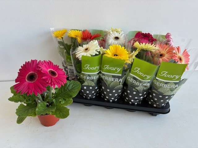 Горшечные цветы и растения оптом Ger Ivory Gemengd от 10шт (для телеги) из Голландии с доставкой по России