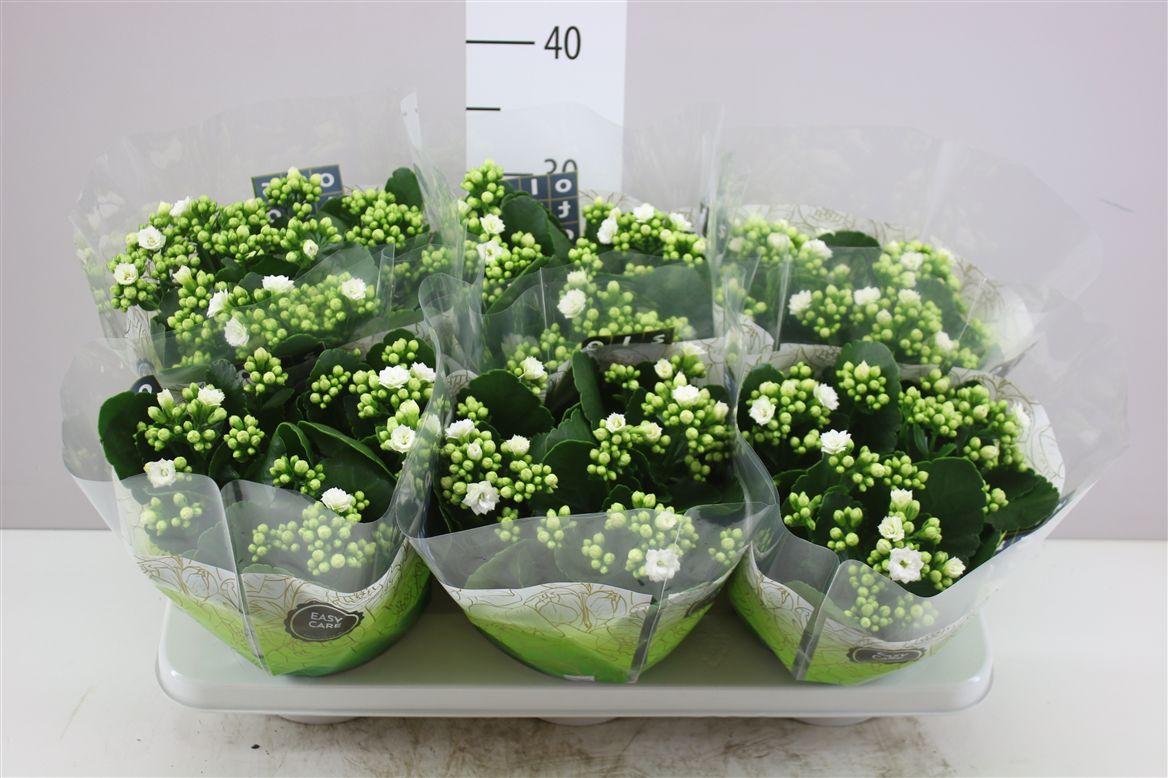 Горшечные цветы и растения оптом Kalanchoe Rosalina Wit от 6шт из Голландии с доставкой по России
