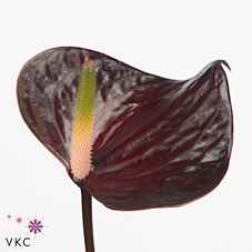 Срезанные цветы оптом Anthurium love black от 40шт из Голландии с доставкой по России