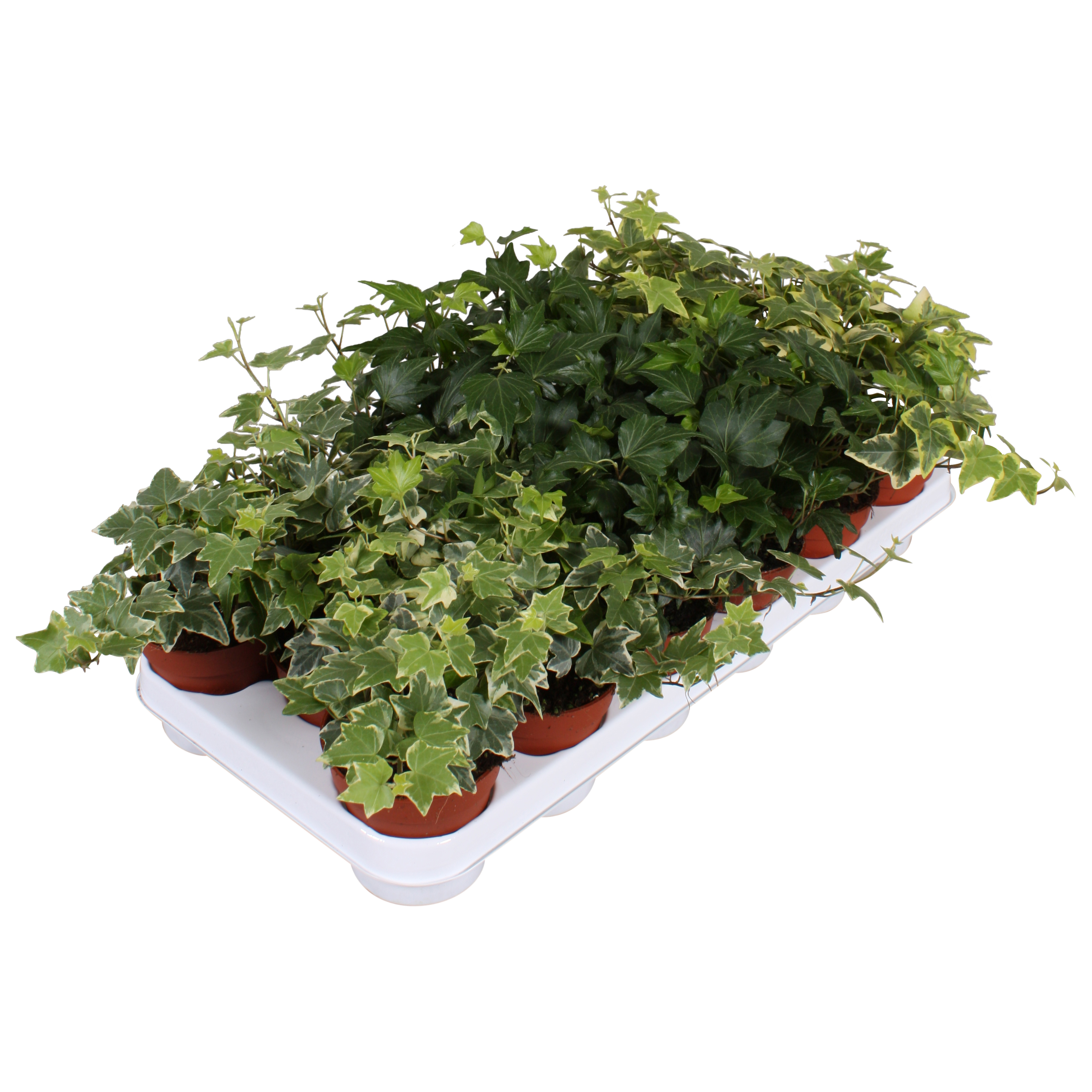Горшечные цветы и растения оптом Hedera Mix от 18шт (для телеги) из Голландии с доставкой по России