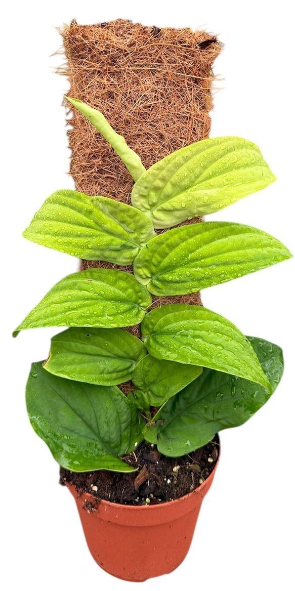 Горшечные цветы и растения оптом Rhaphidophora Korthalsii Aurea от 1шт из Голландии с доставкой по России