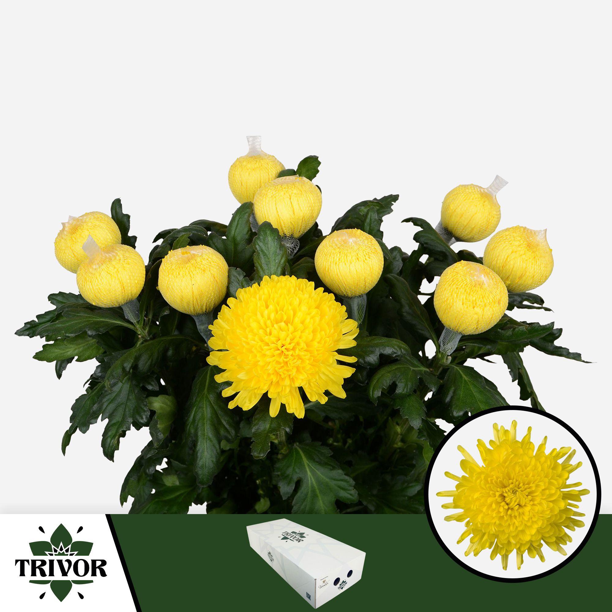 Срезанные цветы оптом Chrys bl pjotr от 60шт. из Голландии с доставкой по России