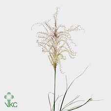 Срезанные цветы оптом Miscanthus rotfeder от 100шт из Голландии с доставкой по России