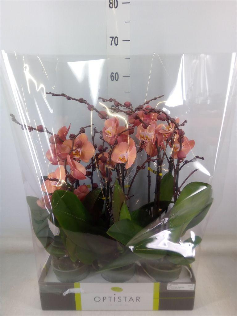 Горшечные цветы и растения оптом Phalaenopsis   ...orange от 6шт из Голландии с доставкой по России