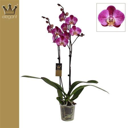 Горшечные цветы и растения оптом Phal 2st Splash Gordon (purple) от 10шт из Голландии с доставкой по России