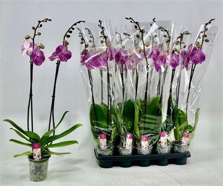 Горшечные цветы и растения оптом Phal Ov Roze 2 Branches 18+ от 10шт из Голландии с доставкой по России