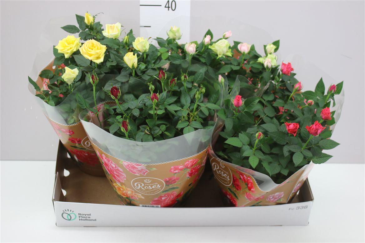 Горшечные цветы и растения оптом Rosa Favourite Gemengd Schaal от 4шт из Голландии с доставкой по России