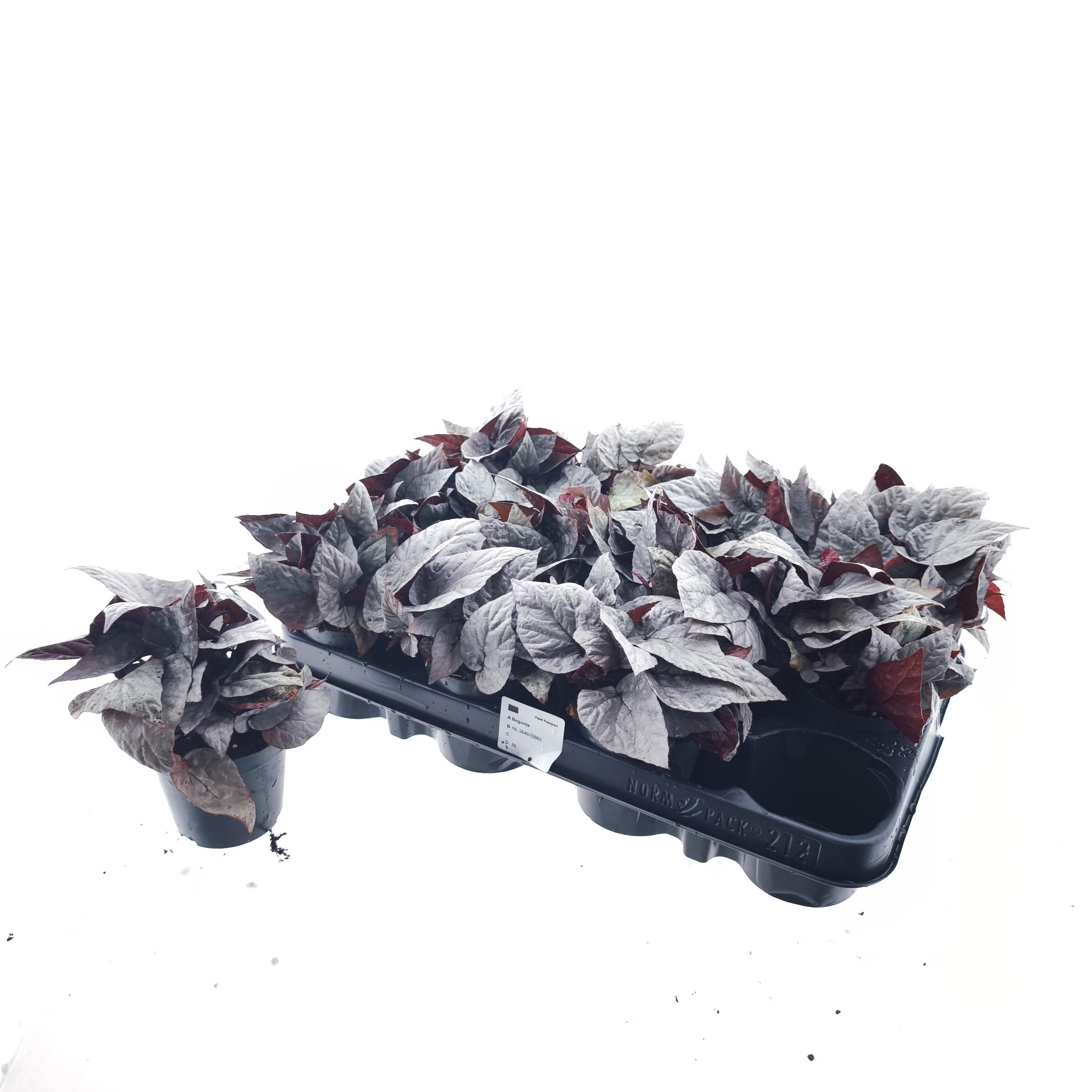 Горшечные цветы и растения оптом Beg M C Silver Limbo от 12шт (для телеги) из Голландии с доставкой по России